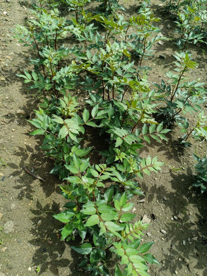 山东花椒树苗批发大红袍花椒苗花椒芽苗小苗价格
