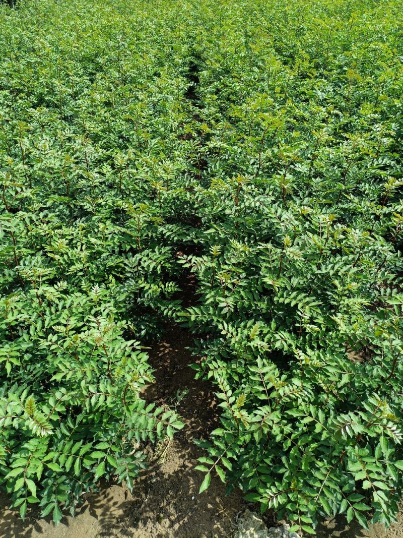 山东花椒树苗批发大红袍花椒苗花椒芽苗小苗价格