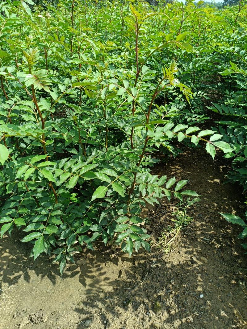 山东花椒树苗批发大红袍花椒苗花椒芽苗小苗价格