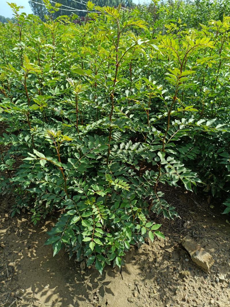 山东花椒树苗批发大红袍花椒苗花椒芽苗小苗价格