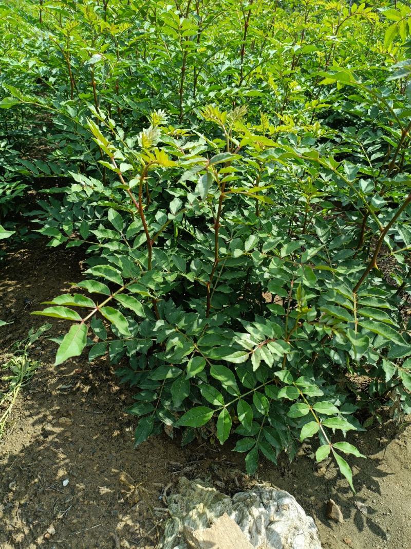 山东花椒树苗批发大红袍花椒苗花椒芽苗小苗价格