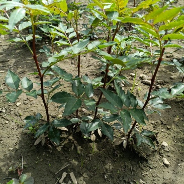 山东花椒树苗批发大红袍花椒苗花椒芽苗小苗价格