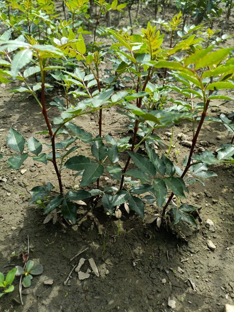 山东花椒树苗批发大红袍花椒苗花椒芽苗小苗价格
