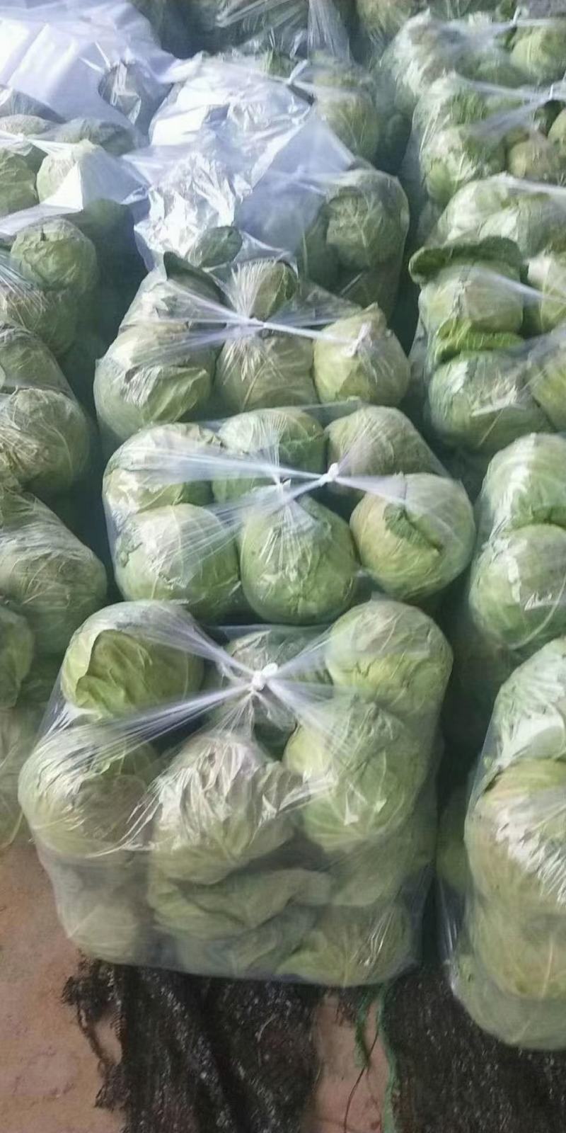 甘肃靖远，绿甘蓝1~2公斤个个精品，