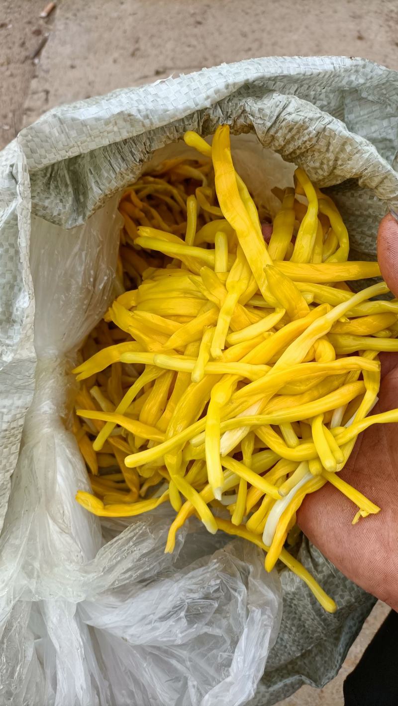 湖南清水黄花菜原材料大量有货诚信经营量大从优
