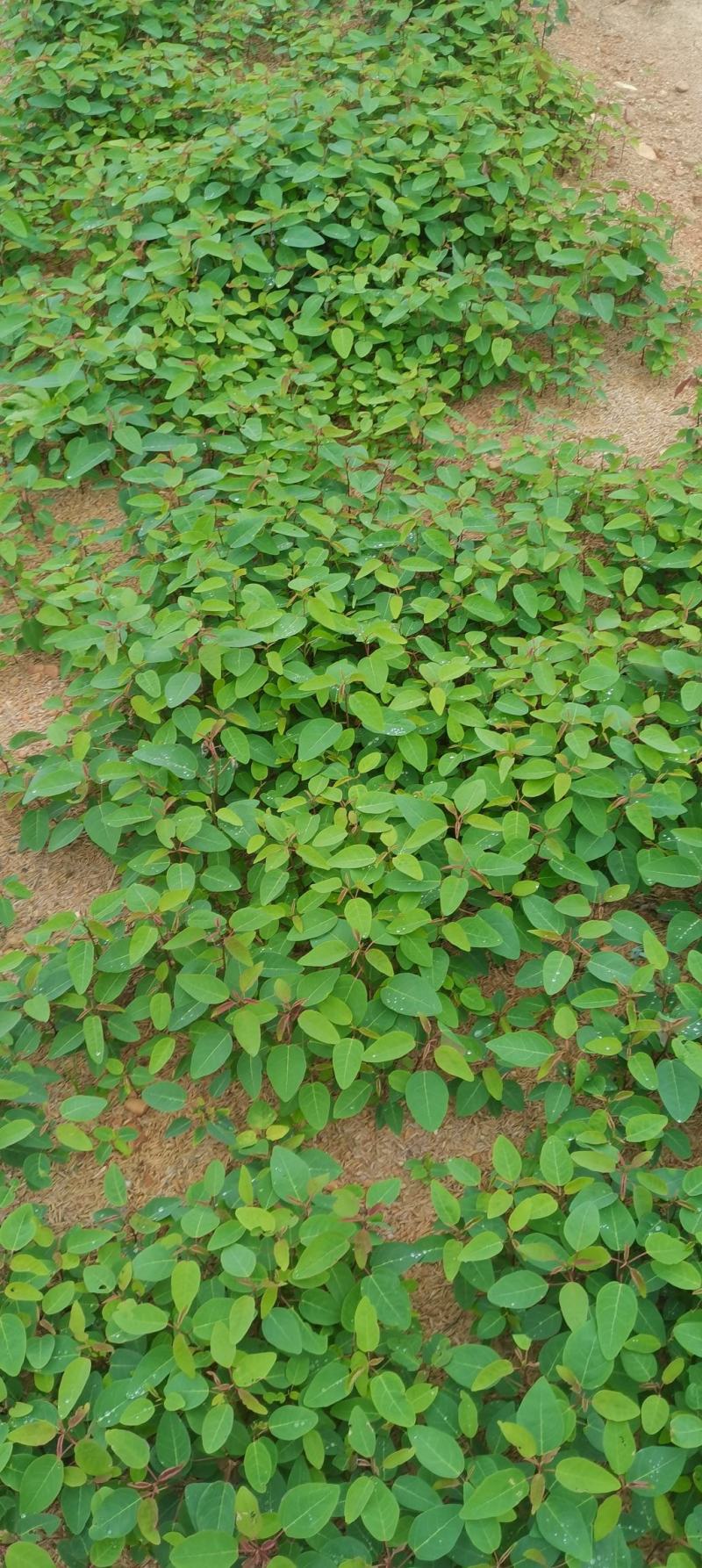 供应一年生山乌桕芽苗
