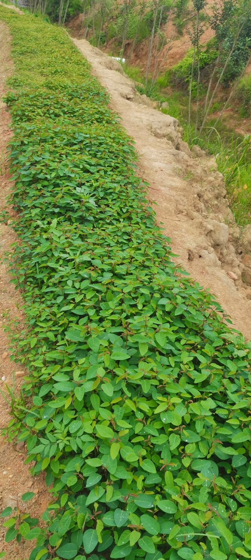 供应一年生山乌桕芽苗