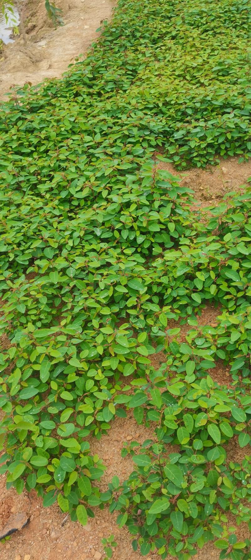 供应一年生山乌桕芽苗