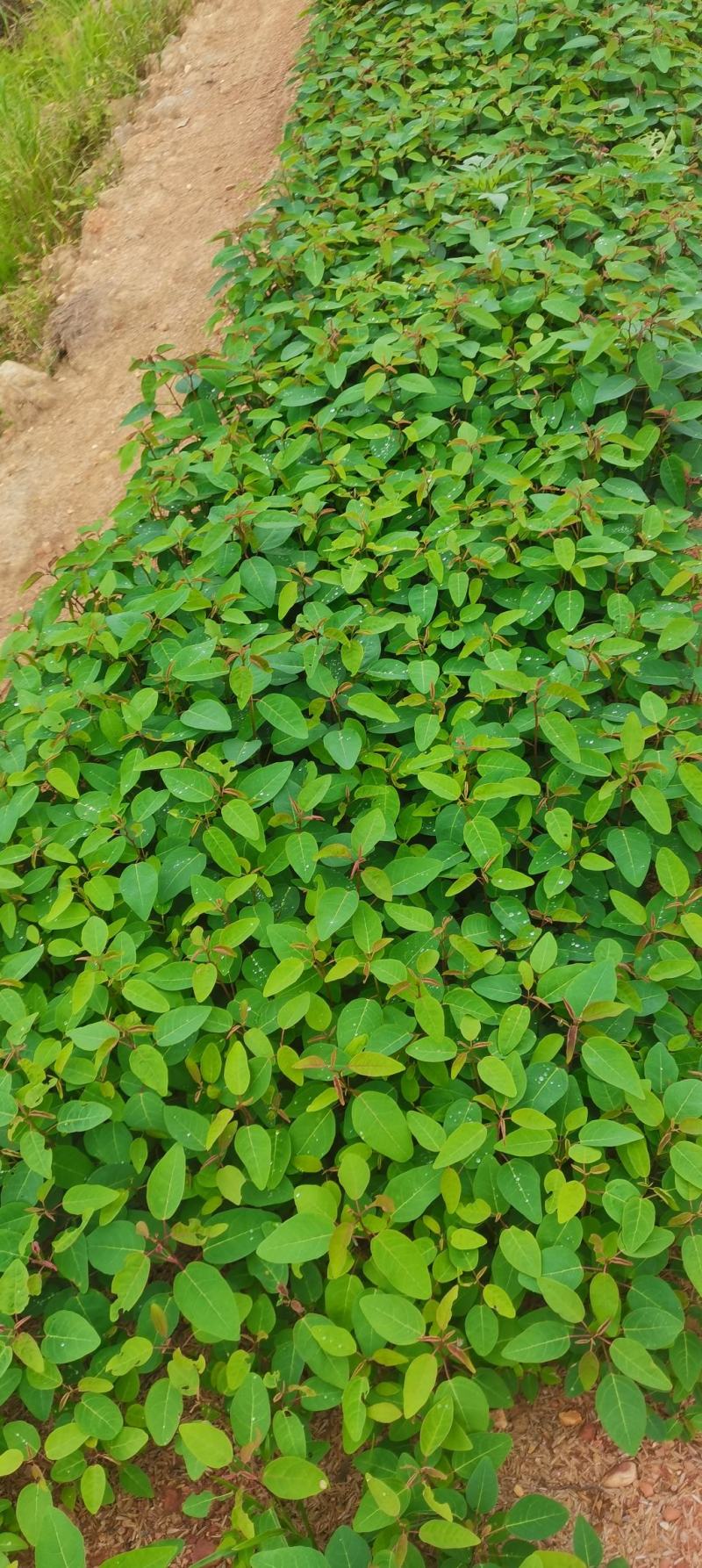 供应一年生山乌桕芽苗