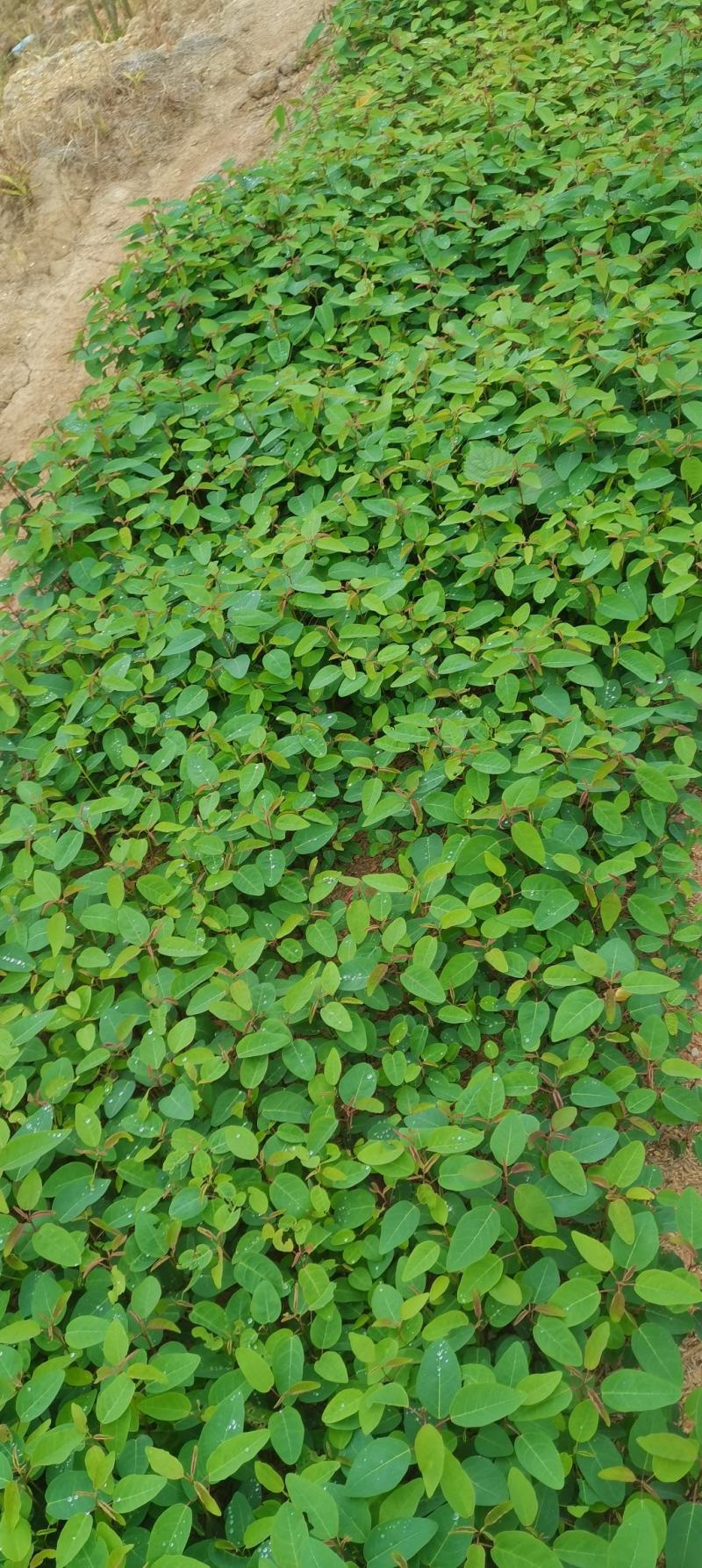 供应一年生山乌桕芽苗