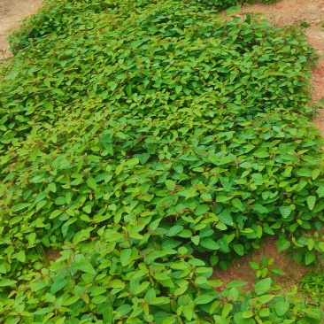 供应一年生山乌桕芽苗