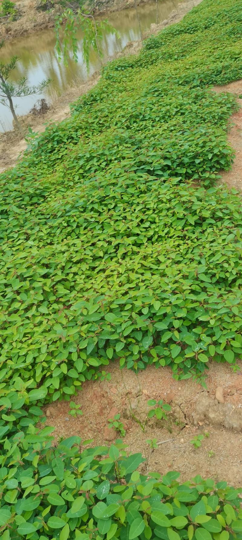 供应一年生山乌桕芽苗