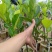 菠萝蜜苗基地直发现挖现发品种保证欢迎来电