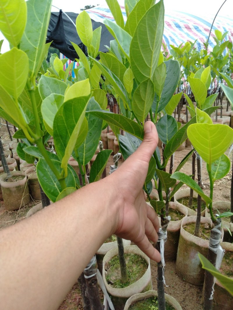 菠萝蜜苗基地直发现挖现发品种保证欢迎来电