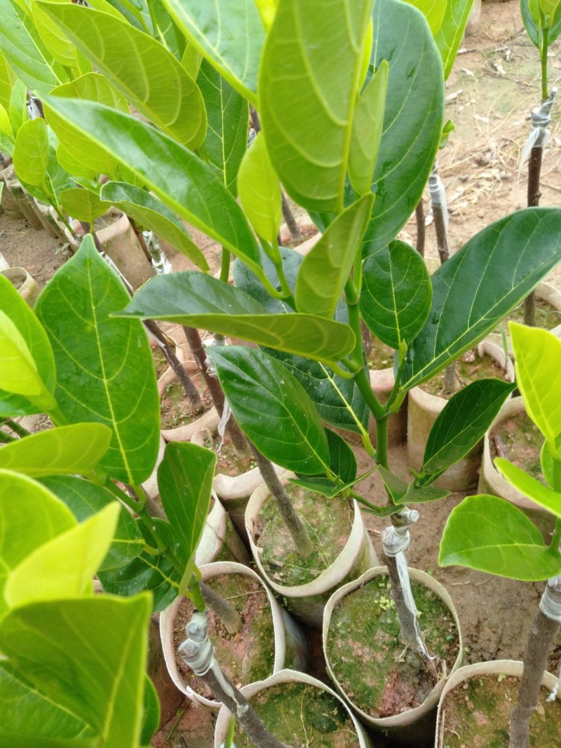 菠萝蜜苗基地直发现挖现发品种保证欢迎来电