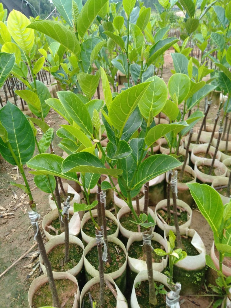 菠萝蜜苗基地直发现挖现发品种保证欢迎来电