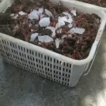 精品小龙虾