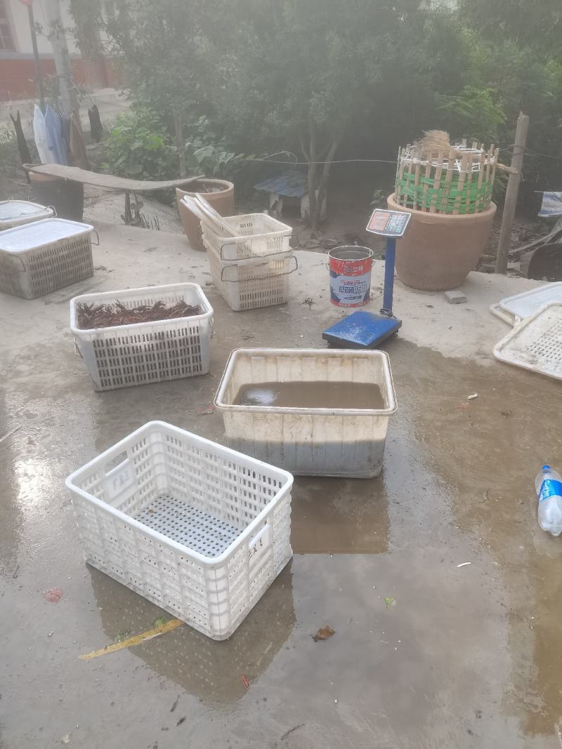 精品小龙虾