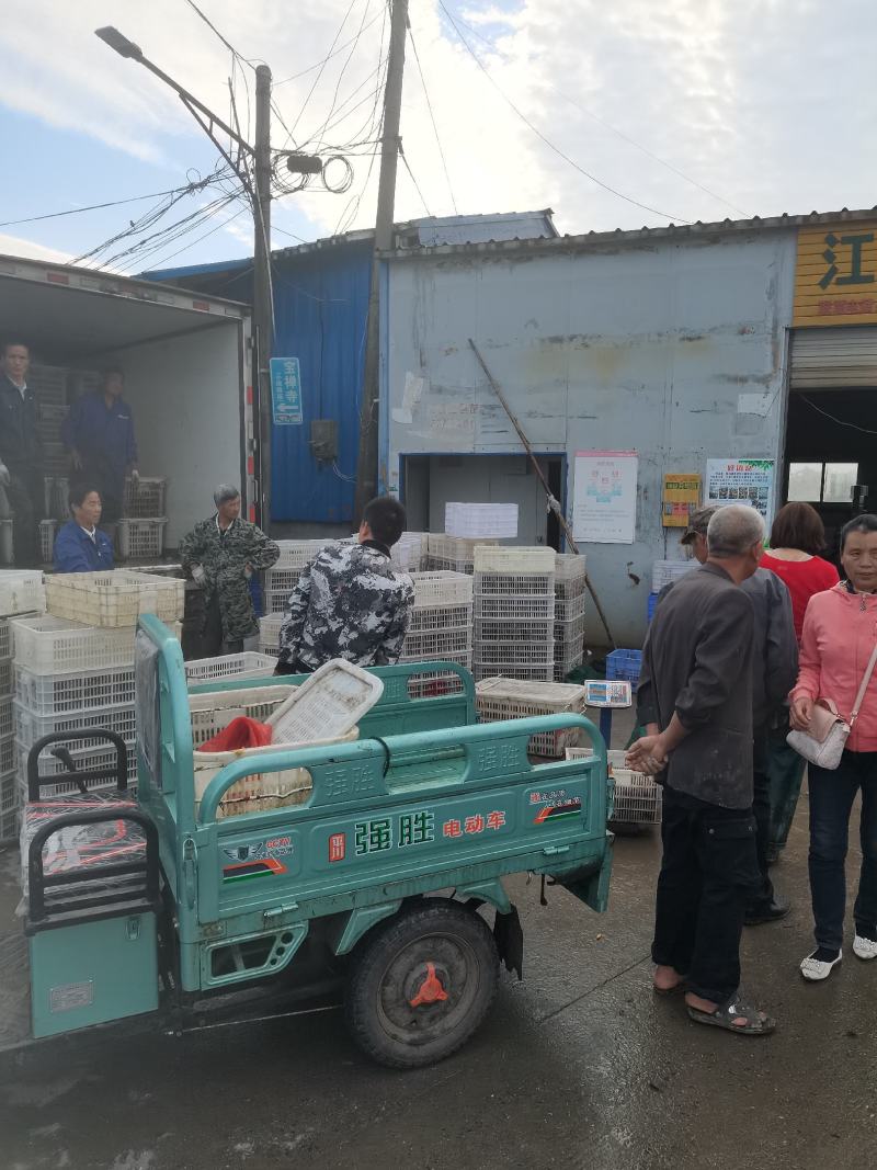 精品小龙虾
