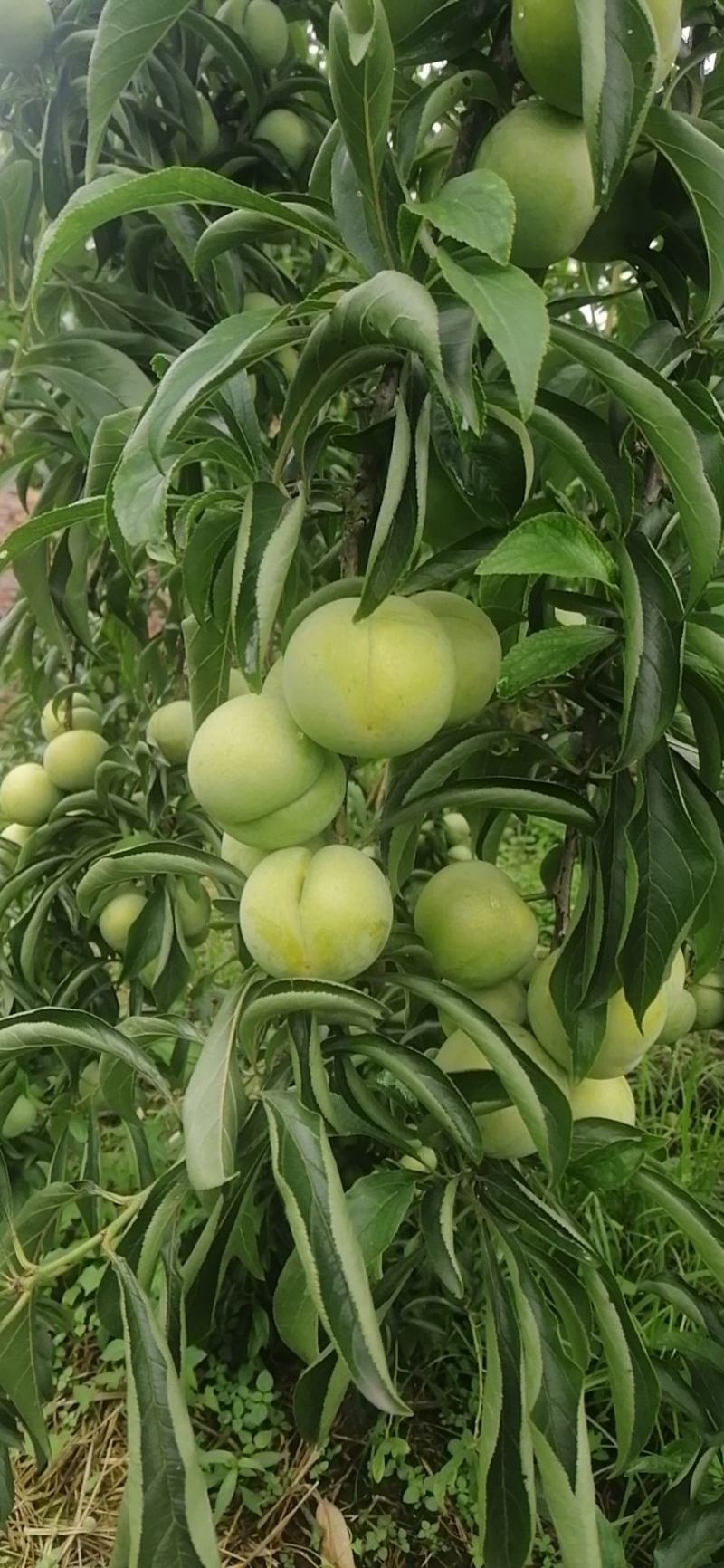 蜂糖李