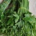 贵州特产佛手瓜尖龙须菜新鲜蔬菜农家菜食用洋瓜尖