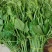 贵州特产佛手瓜尖龙须菜新鲜蔬菜农家菜食用洋瓜尖