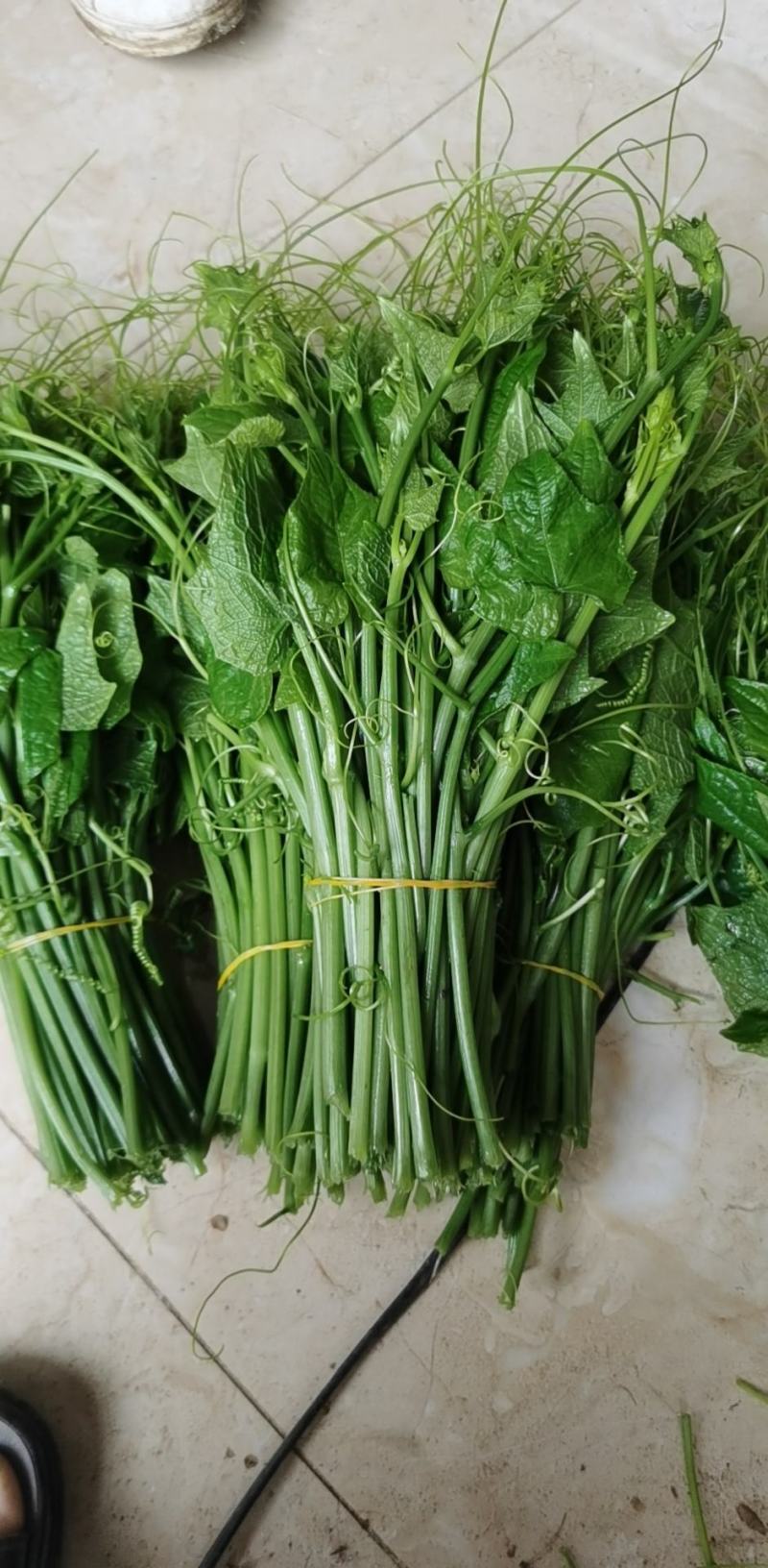 贵州特产佛手瓜尖龙须菜新鲜蔬菜农家菜食用洋瓜尖