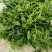 贵州特产佛手瓜尖龙须菜新鲜蔬菜农家菜食用洋瓜尖