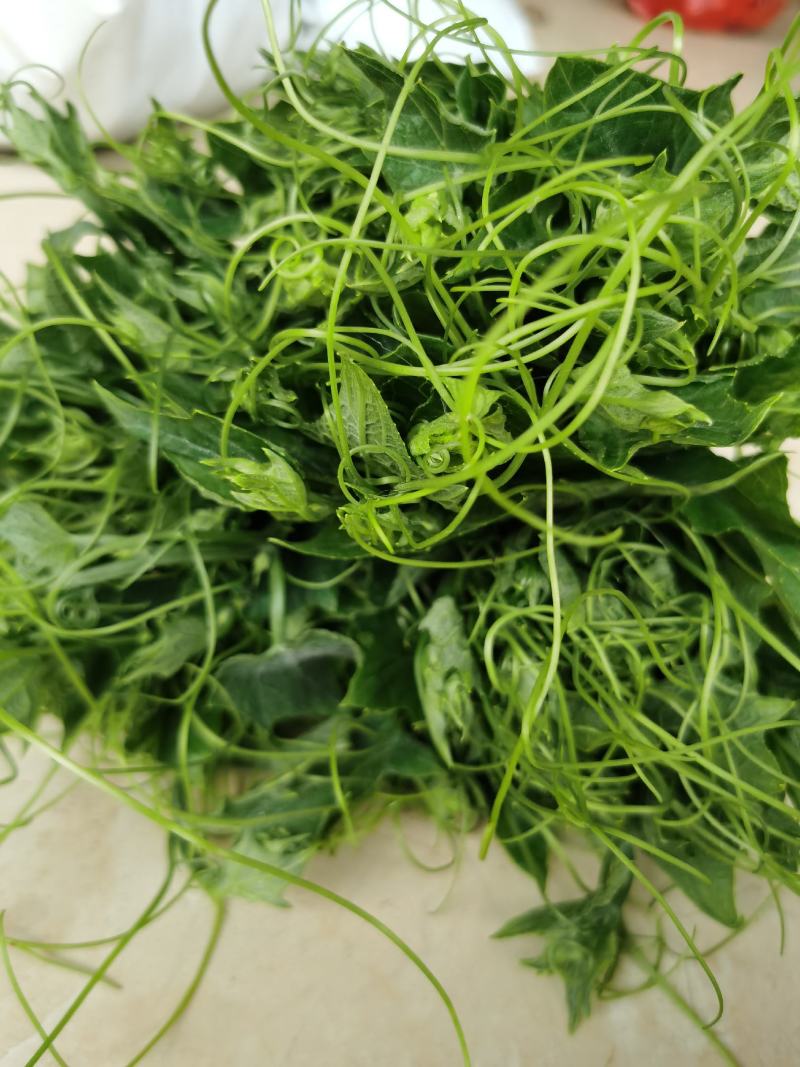 贵州特产佛手瓜尖龙须菜新鲜蔬菜农家菜食用洋瓜尖