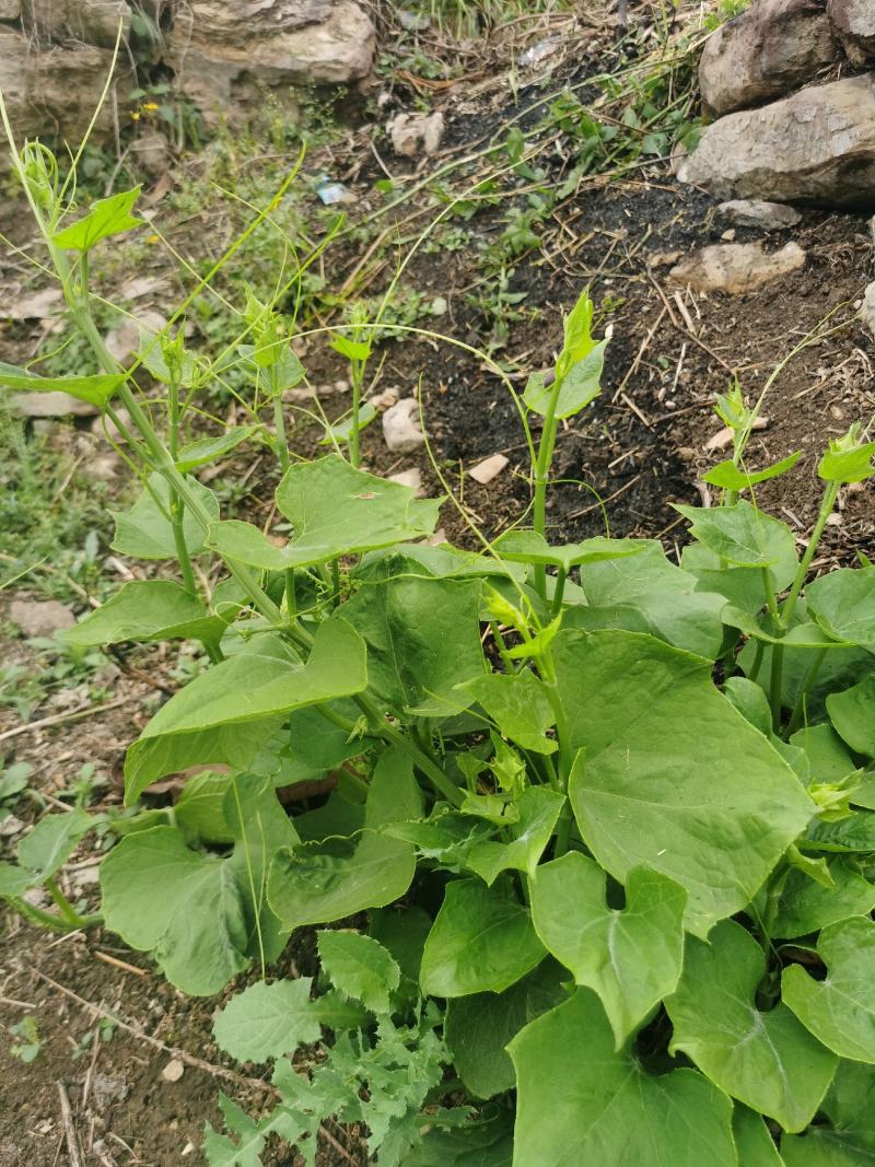 贵州特产佛手瓜尖龙须菜新鲜蔬菜农家菜食用洋瓜尖