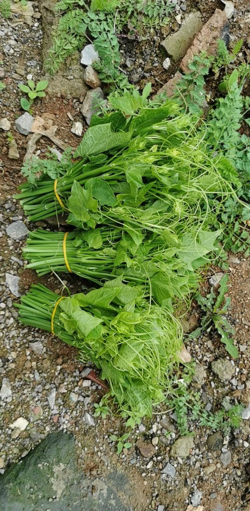 贵州特产佛手瓜尖龙须菜新鲜蔬菜农家菜食用洋瓜尖