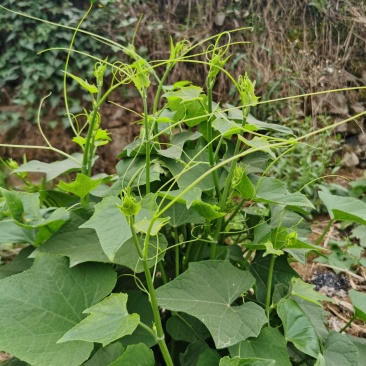 贵州特产佛手瓜尖龙须菜新鲜蔬菜农家菜食用洋瓜尖