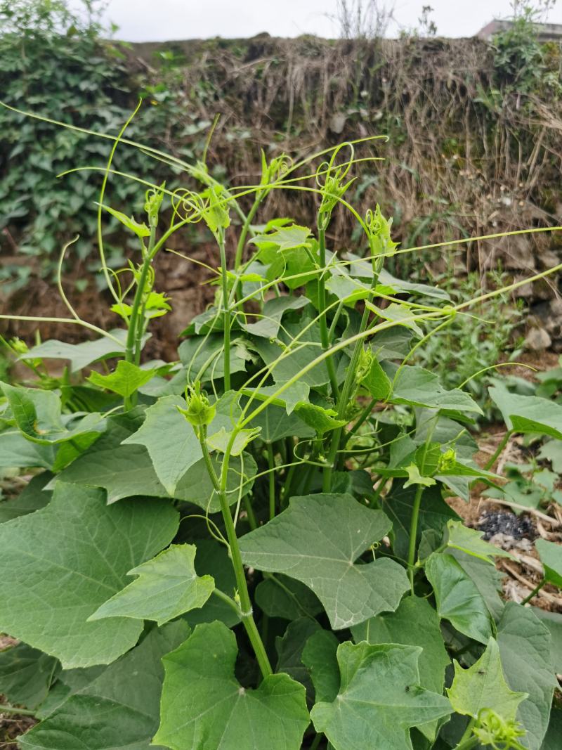 贵州特产佛手瓜尖龙须菜新鲜蔬菜农家菜食用洋瓜尖