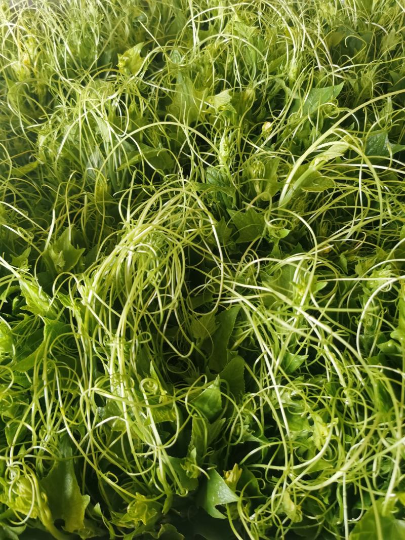 贵州特产佛手瓜尖龙须菜新鲜蔬菜农家菜食用洋瓜尖