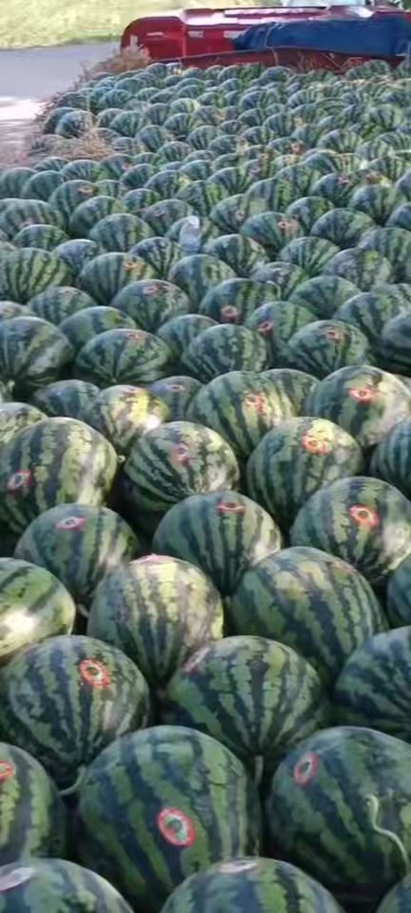 辽宁省大棚甜王精品瓜薄皮红瓤黑籽现摘新鲜水果
