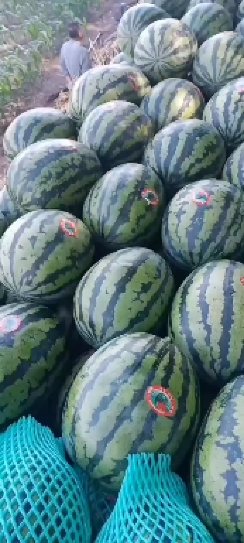 辽宁省大棚甜王精品瓜薄皮红瓤黑籽现摘新鲜水果