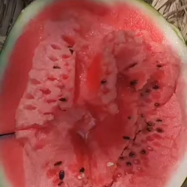 辽宁省大棚甜王精品瓜薄皮红瓤黑籽现摘新鲜水果