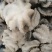 三去盐揉八爪鱼1件20斤装盐揉八爪鱼单冻八爪鱼