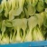 油菜