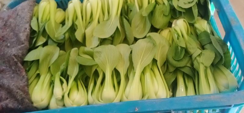 油菜