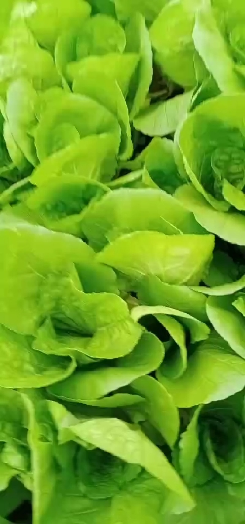 油菜