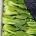 油菜