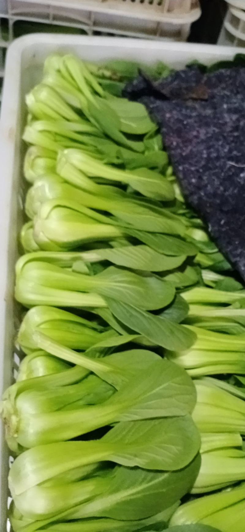 油菜