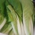 油菜