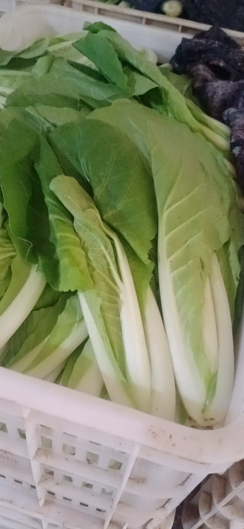 油菜