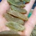 绿香妃葡萄干，特大颗粒颗粒饱满，口感软糯酸甜可视频看货。