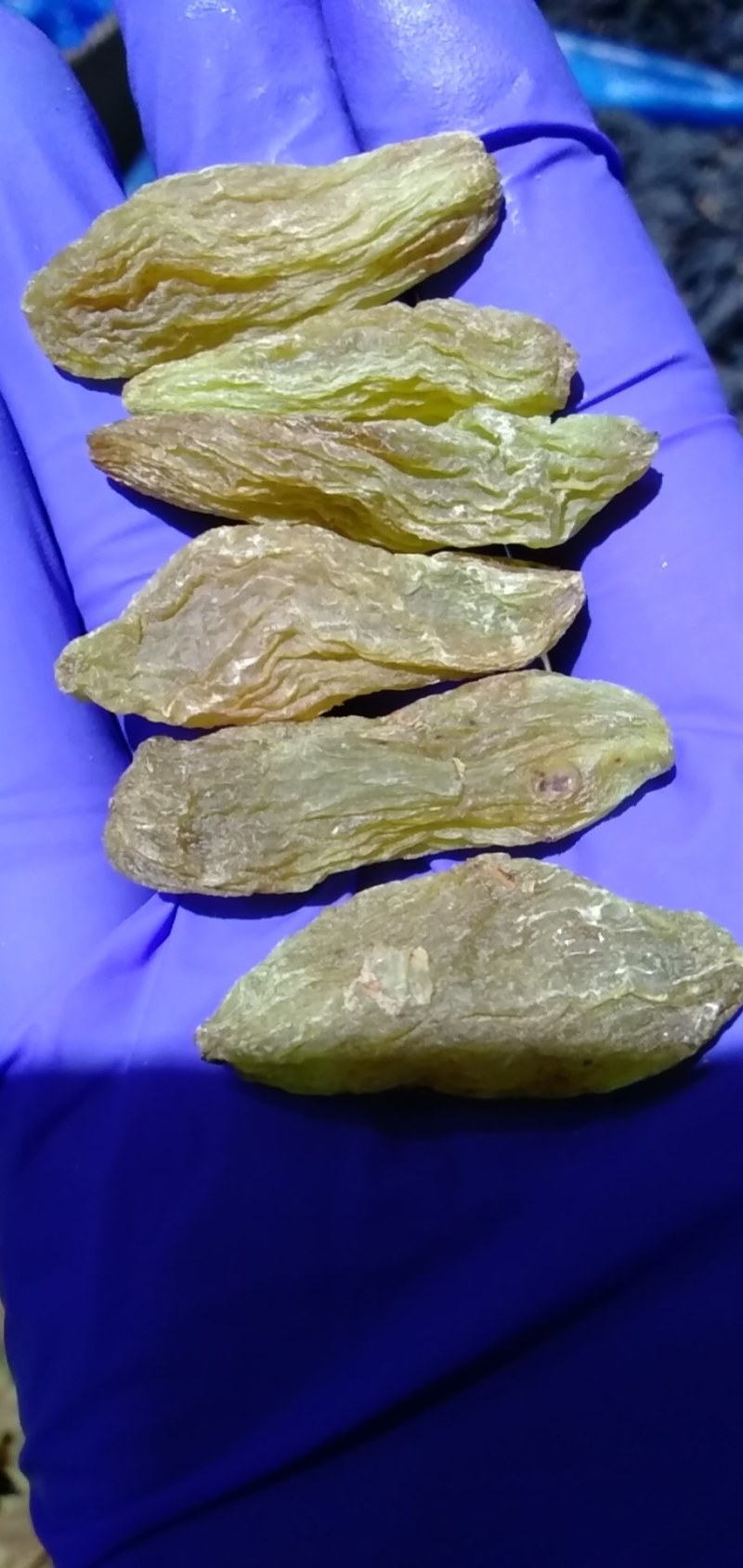 绿香妃葡萄干，特大颗粒颗粒饱满，口感软糯酸甜可视频看货。