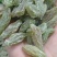 绿香妃葡萄干，特大颗粒颗粒饱满，口感软糯酸甜可视频看货。