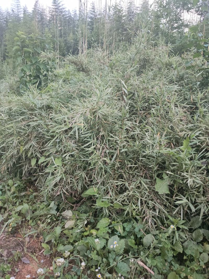 竹子大量供应，欢迎各位新老客户联系实地看货