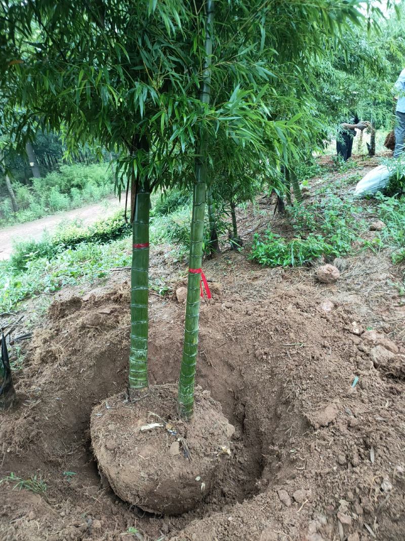 竹子大量供应，欢迎各位新老客户联系实地看货